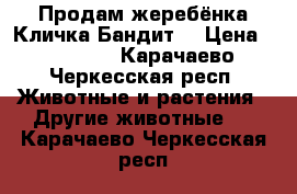 Продам жеребёнка,Кличка Бандит  › Цена ­ 25 000 - Карачаево-Черкесская респ. Животные и растения » Другие животные   . Карачаево-Черкесская респ.